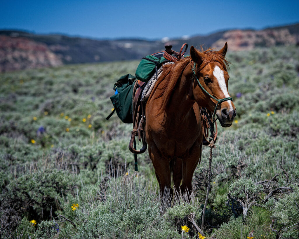 Horse Wyoming 4