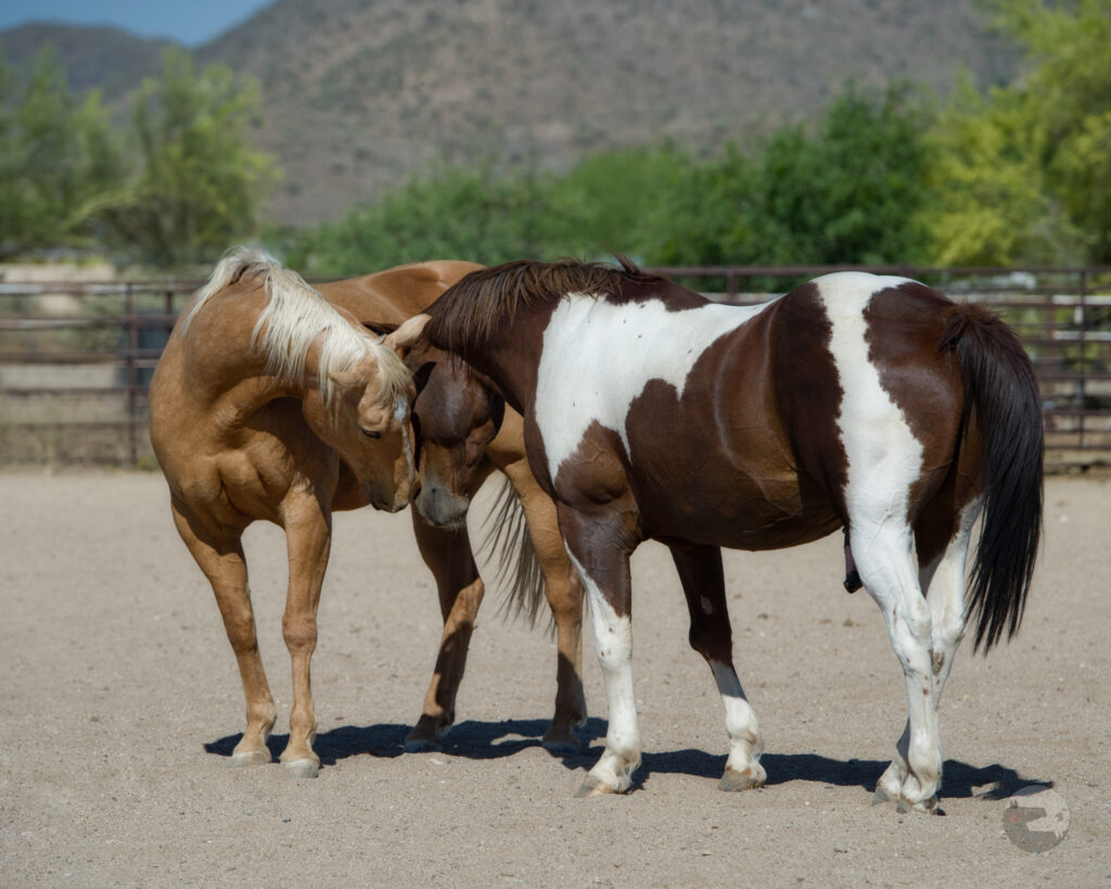 Two Horses