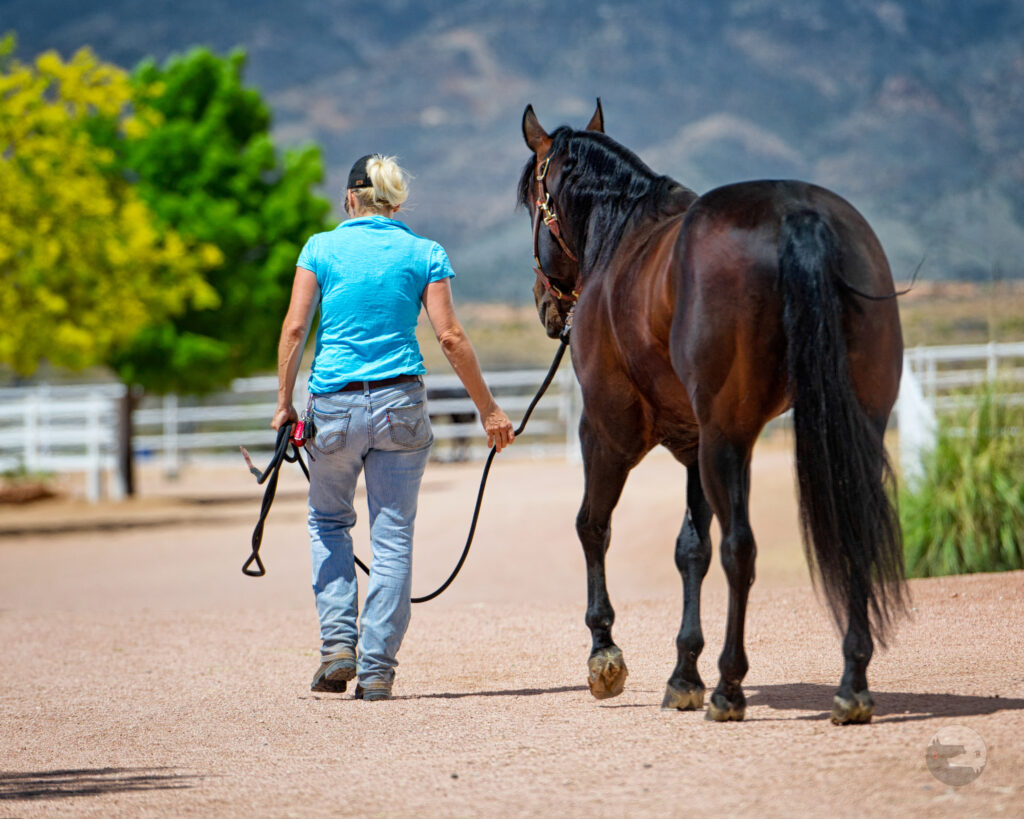 Walking Horse